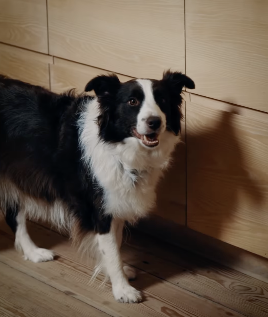 Queen Mary's Dog Coco