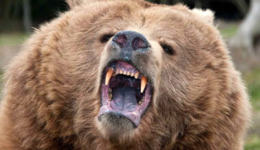 Man Discovers 'Big and Ferocious' Bear Under California Home After Noticing Damage to Tiny Crawl Space