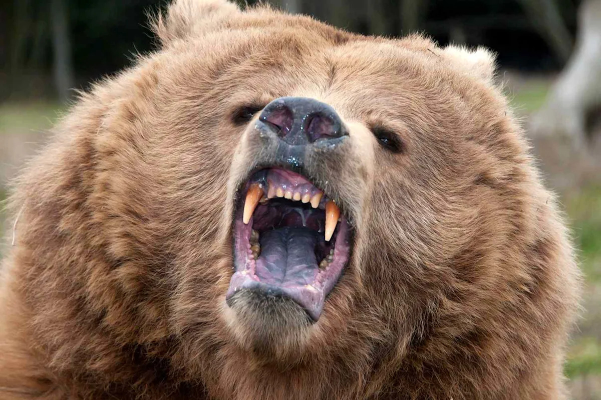 Man Discovers 'Big and Ferocious' Bear Under California Home After Noticing Damage to Tiny Crawl Space