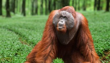 Close Up Of A Tapanuli Orangutan
