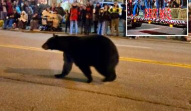 Wandering black bear crashes Christmas parade in Tennessee, stunning spectators: video