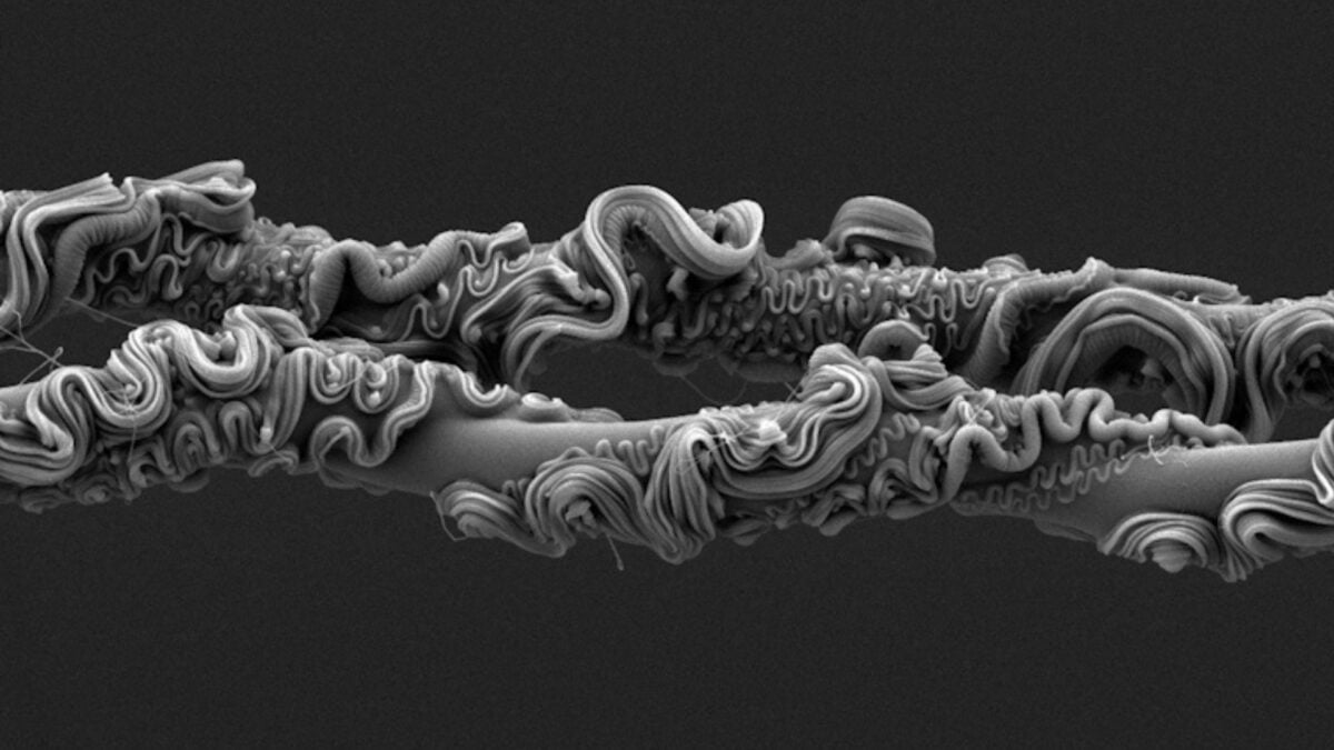 You'll Never Guess What Took First Place at the Royal Society's Photo Competition