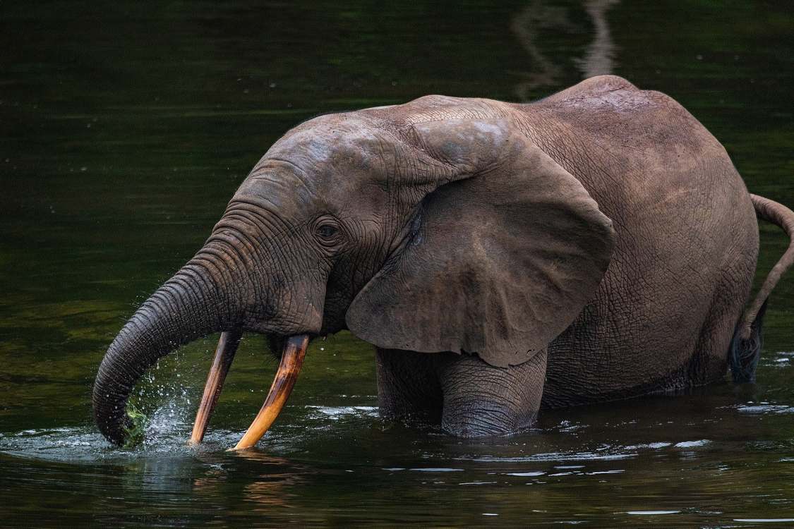 Wildlife Poachers to Be Targeted Using State of the Art AI Listening Technology