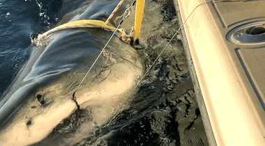 Massive great white shark named Contender pings off Carolinas as 700-pound Bella spotted off Virginia