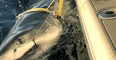 Massive great white shark named Contender pings off Carolinas as 700-pound Bella spotted off Virginia