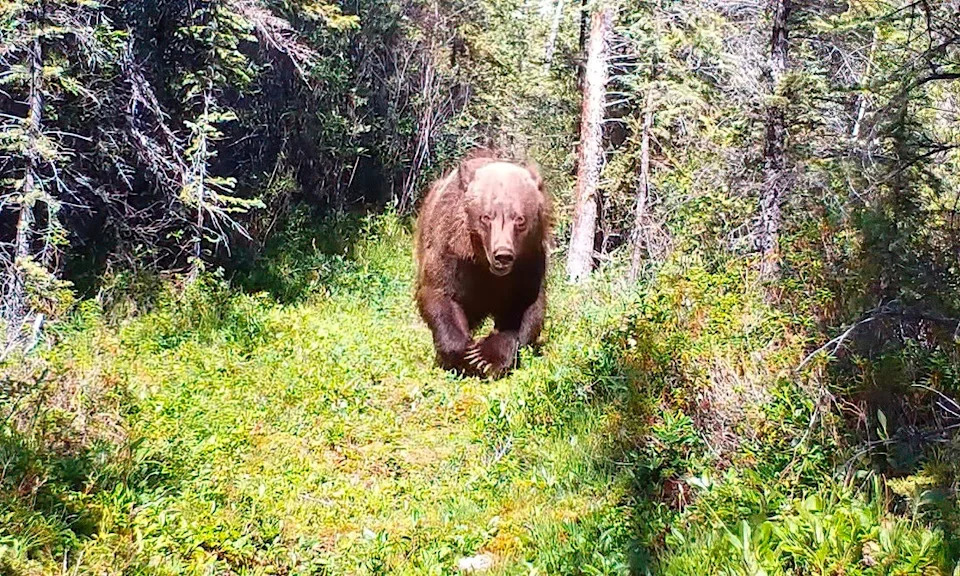 Grizzly bear running toward trail camera.