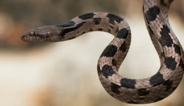 Subscribe Placeholder