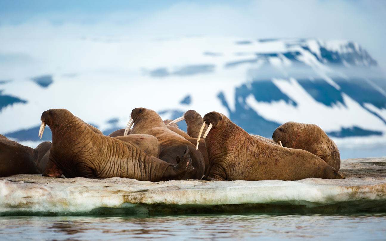 Walruses on Arctic ice