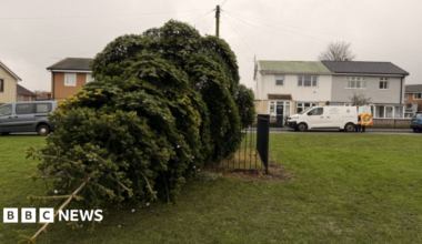 To the left of the image the felled tree is on its side. Houses and a police van can be seen in the background.