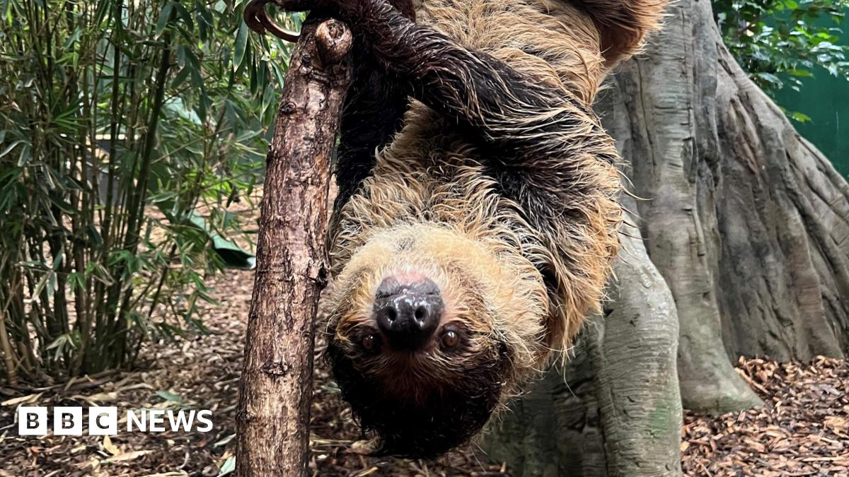 Sally the sloth is hanging upside down on a small tree with bamboo behind her to the left and a larger tree trunk on the right.