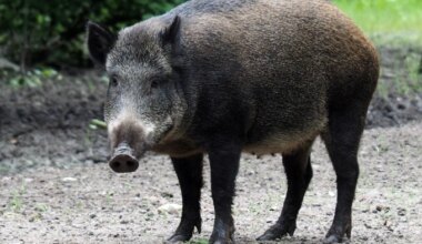 Injured wild boar wanders into home, becomes income source for Chinese owner