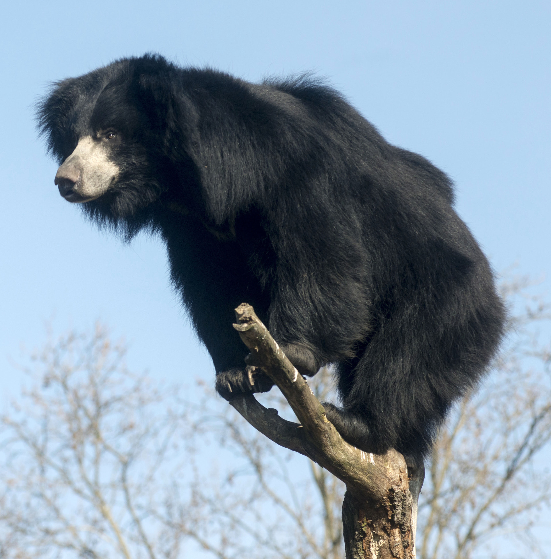 The Royal Zoological Society of Scotland’s (RZSS) Edinburgh Zoo has welcomed a second male sloth bear, named Rajath.