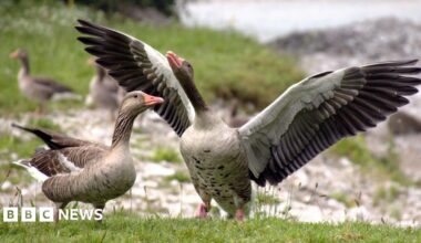 A goose with brown feathers and a pink beak stretches out its wings while standing on a riverbank, with another goose standing close to it, side-on