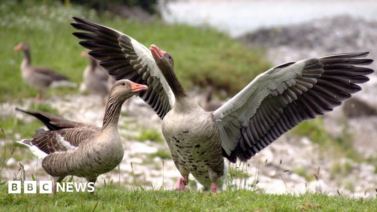 A goose with brown feathers and a pink beak stretches out its wings while standing on a riverbank, with another goose standing close to it, side-on