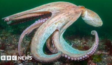 Warmer seas bring record number of octopuses to UK waters