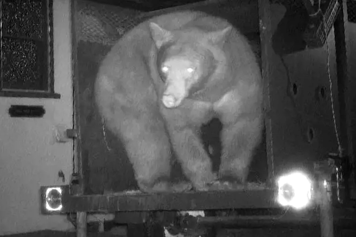 Trap Set to Catch 550-Lb. Bear Living in Crawl Space Under California Home Captures the Wrong Animal