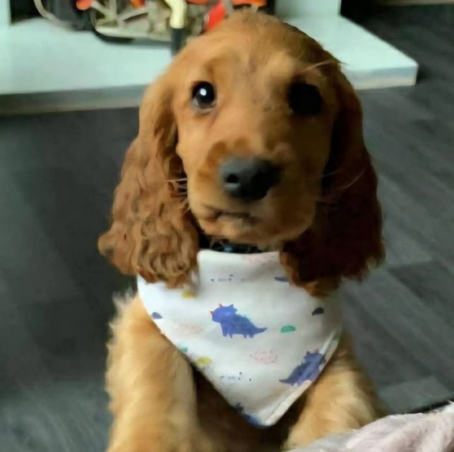 Bailey. (Credit: Causeway Coast Dog Rescue)