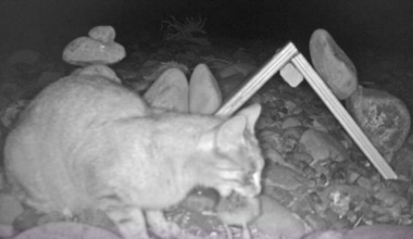 Lone feral cat caught after destroying entire endangered bird colony
