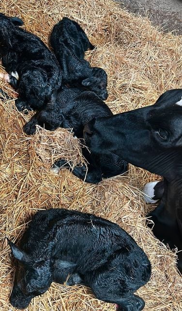 The quadruplets with their mother