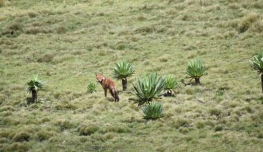 the story of the first Ethiopian wolf ever captured, nursed and returned to the wild