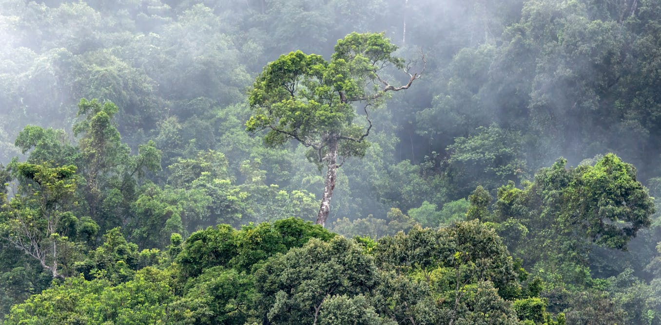 Millions of hectares are still being cut down every year. How can we protect global forests?