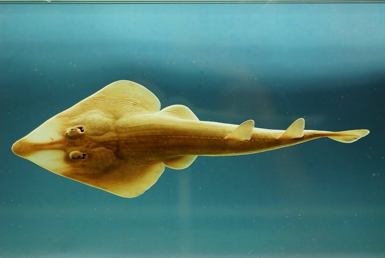 A fish with a triangular head and long body that looks like a mix between a ray and a shark.