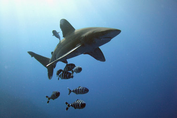 A large shark with several stripped fish swimming with it.