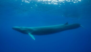 In this image you can see the characteristic black color of the left side of the jaw. Image was taken in the waters offshore from Pico Island in the Azores under special permit issued by the Regional Government of the Azores.