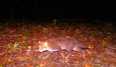 A wild cat with a brownish coat walks through a forest at night, captured by a trail camera. The forest floor is covered with dry leaves, and trees and foliage are visible in the background.