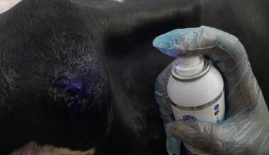 France Lumpy Skin Disease Outbreak: Farmers Block Roads as Mass Cattle Culls Expand in Occitanie