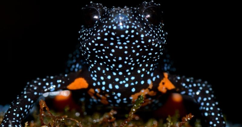 A close-up of a black frog covered in bright blue spots and orange patches on its body, sitting on green moss against a dark background.