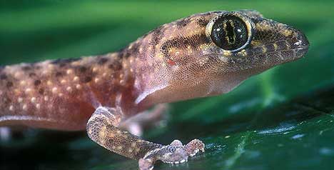 Turkish Gecko