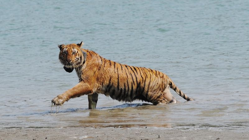 ‘Tiger widows’ from the Sundarbans are restoring the big cat’s habitat