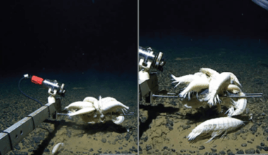 Giant Creatures Found Lurking Across Earth’s Deep Ocean Floors