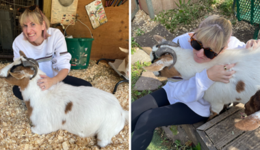 What Happened When I Tried Goat Therapy to Reduce My Anxiety