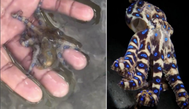 Octo-oops: Briton's beach bliss in the Philippines turns into brush with deadliest octopus - Gulf News