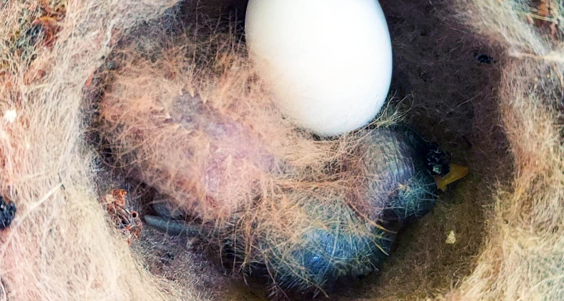 Baby hummingbird seen behaving like a poisonous caterpillar