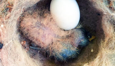 Baby hummingbird seen behaving like a poisonous caterpillar