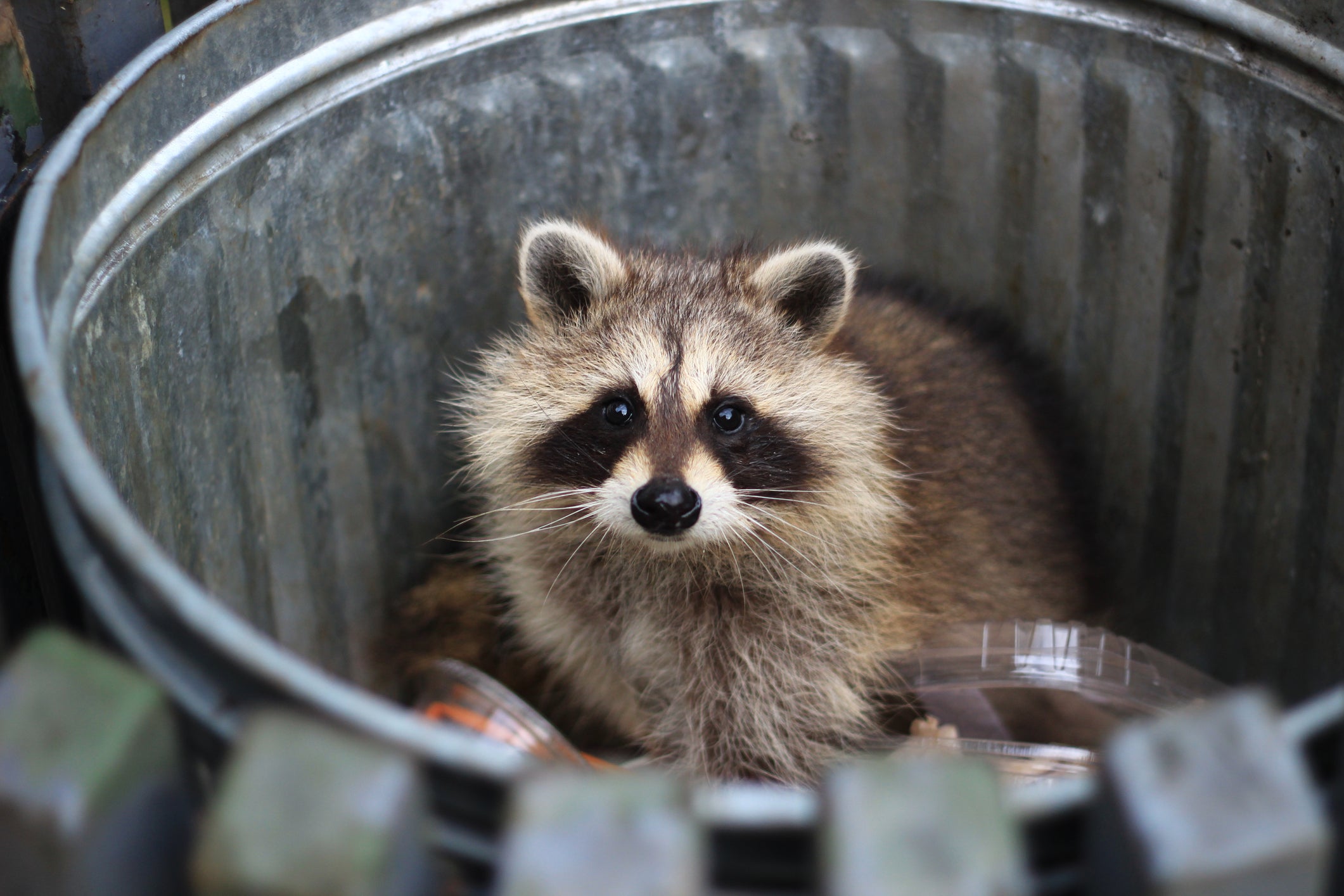 Raccoons have been wreaking havoc on businesses; but commercial general liability insurance policies may cover the damage