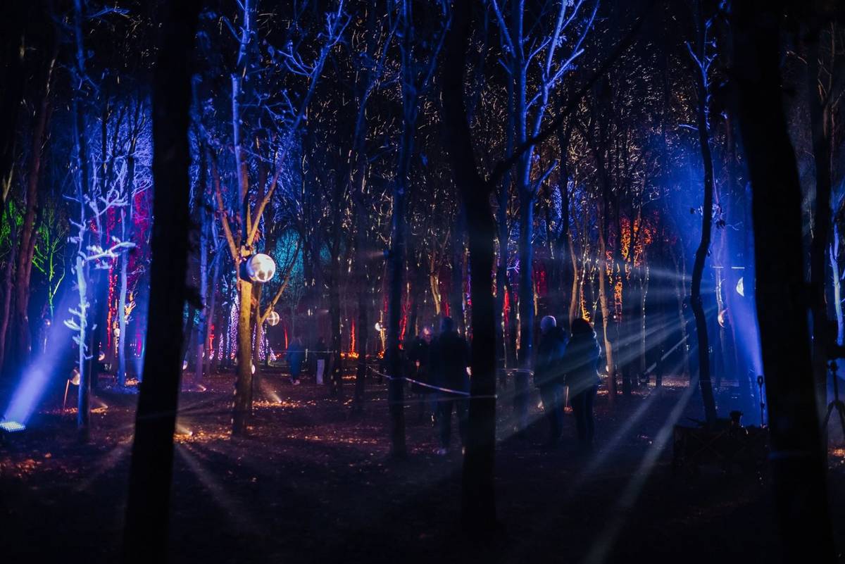 Illuminated trees at the National Memorial Arboretum