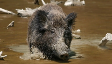 Wild pigs in California turn 'neon blue'. Here is what led their flesh to change colour