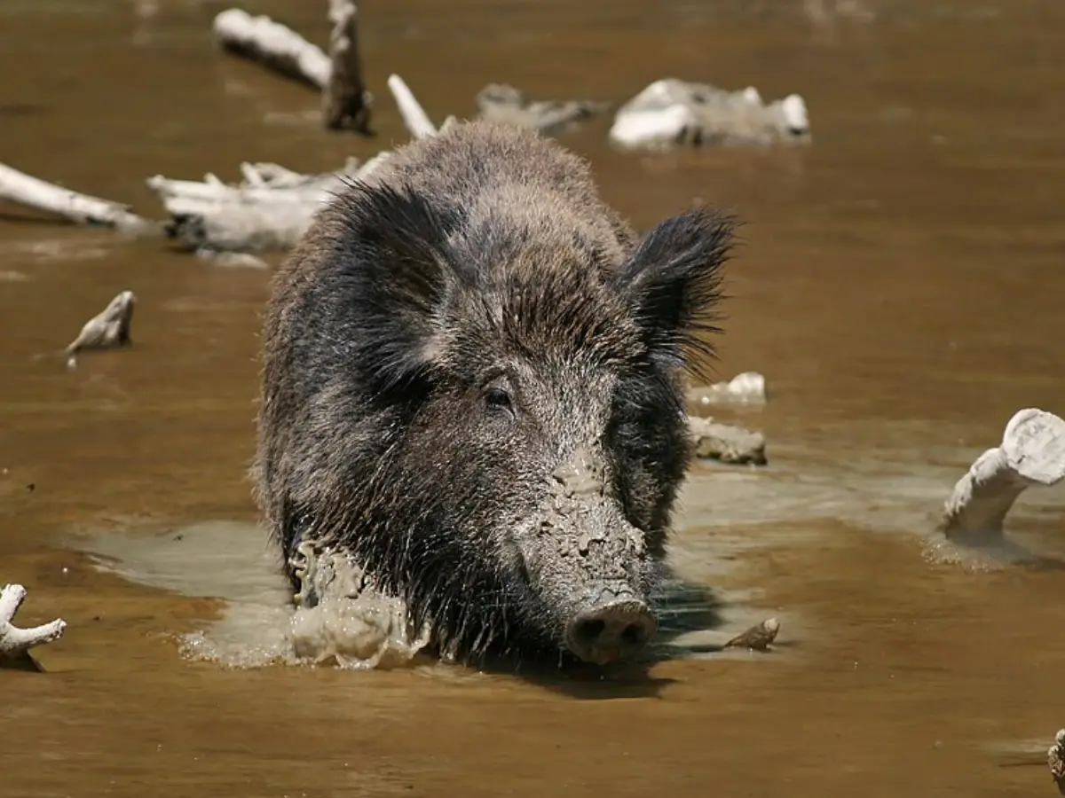 Wild pigs in California turn 'neon blue'. Here is what led their flesh to change colour