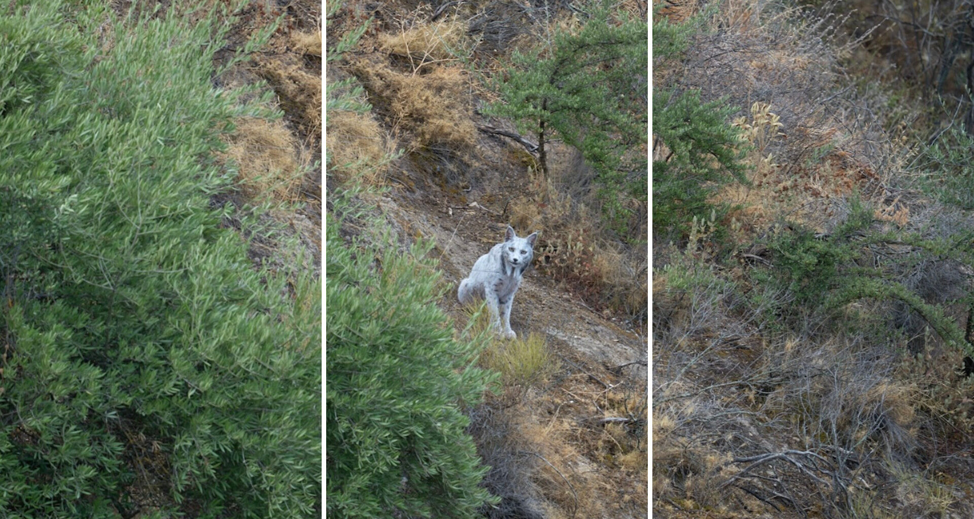 An amateur photographer in southern Spain captured something almost no one expected to see: a white Iberian lynx.