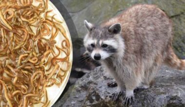 Raccoon roundworm parasite detected in nine European countries: What is it?