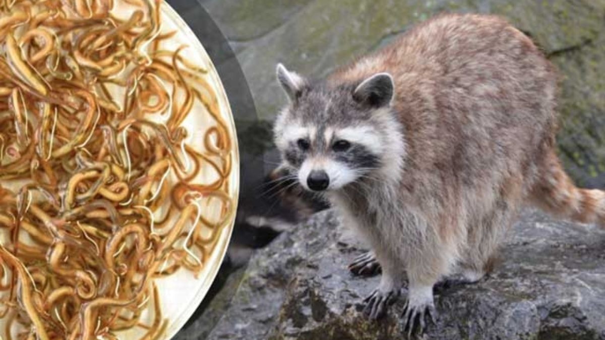Raccoon roundworm parasite detected in nine European countries: What is it?