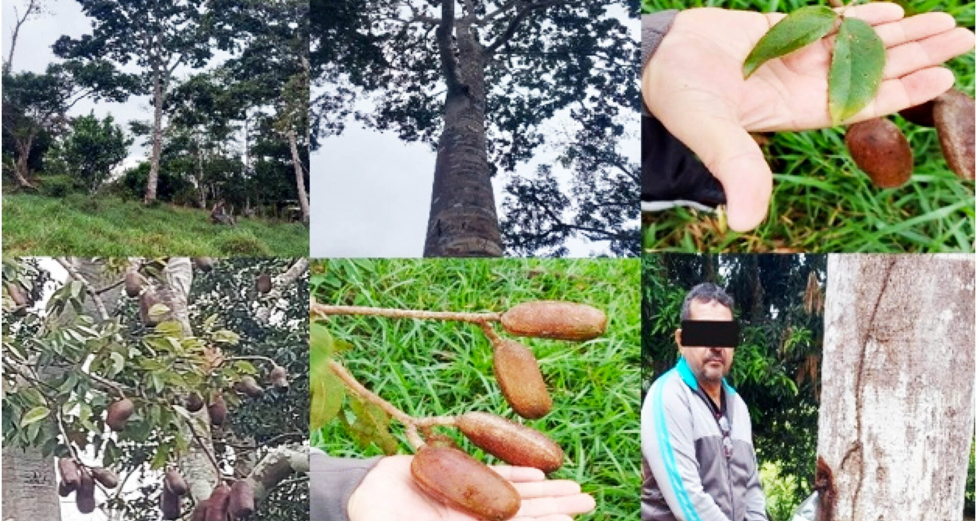 Plant used by early humans for centuries surprises modern science