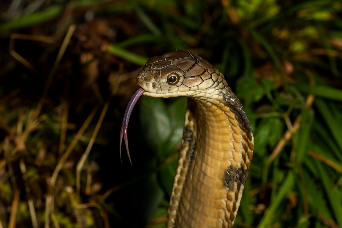 King Cobra India