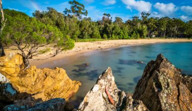 The south coast of New South Wales, Australia, was once home to little penguins before severe storms and predators drove them to extinction in the area in the 1990s.