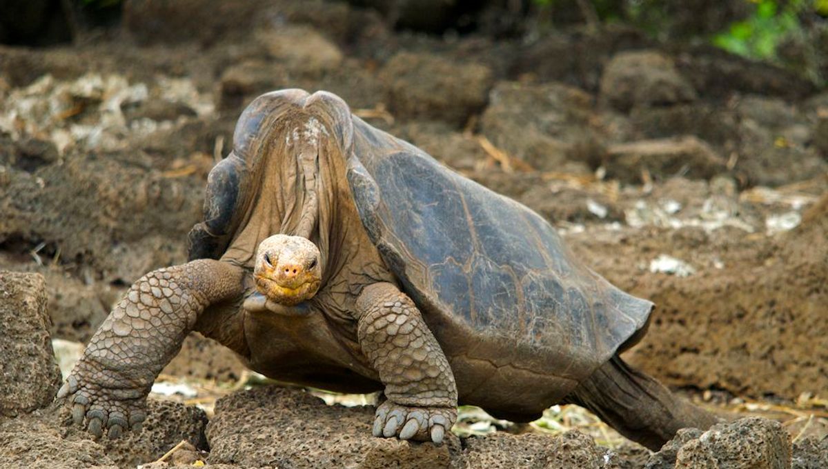 Lonesome George: The Last Known Pinta Island Giant Tortoise Lived To Over 100, And Despite Dying In 2012, Still Resides In The Galapagos