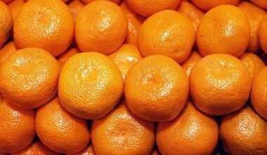 Morocco sets new seasonal record for mandarin exports to Germany • EastFruit